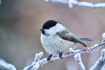 Bird - Willow Tit ( Poecile montanus ) sitting on a branch of a tree. Close-up..