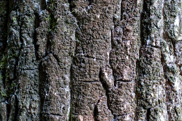 Relief texture of the bark of a tree.