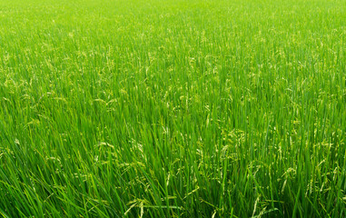 Beautiful Organic green paddy field in Thailand.