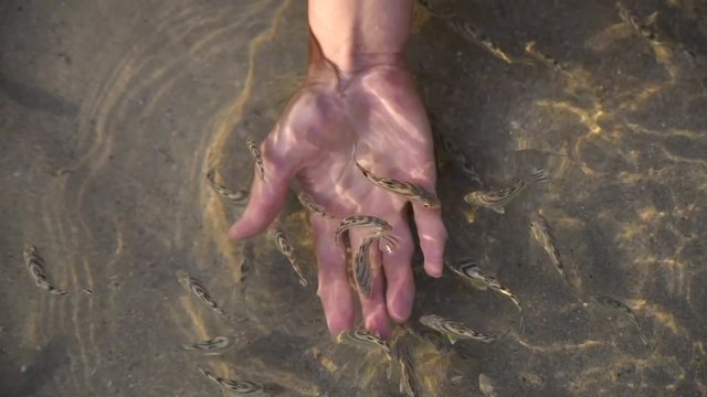 Fish spa foot massage in the sea