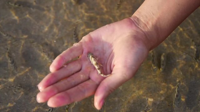Fish spa foot massage in the sea