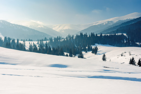 mountainous landscape in wintertime. stunning rural scenery on a bright sunny day. spruce forest on snow covered rolling hills. beautiful scenery of borzhava ridge
