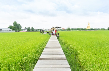 Fototapeta na wymiar Green rice fields and wooden bridges for walking around.