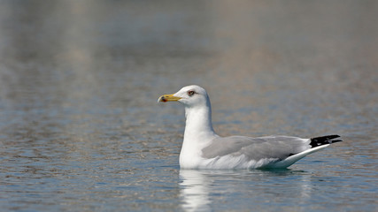Yellow-legged Gull (Larus michahellis), Crete, Greece