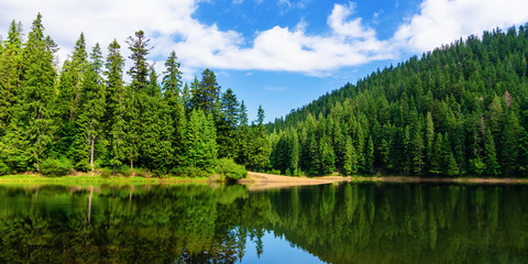 mountain lake in summertime. great outdoor nature scenery. coniferous forest with tall trees on the...