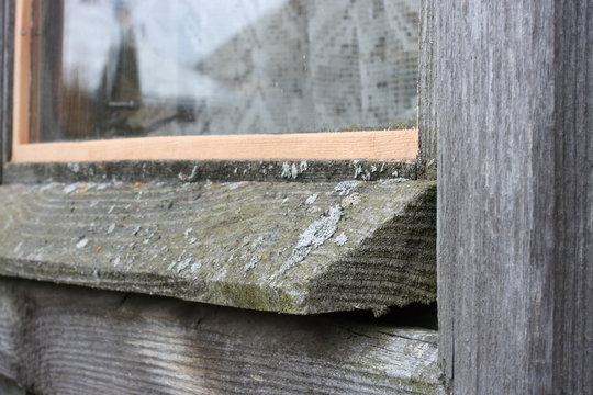 Gray lichen and green moss on an old wooden window