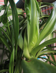 Obraz premium Beautiful green leaf pattern and nature background