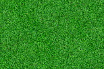 Obraz na płótnie Canvas Green grass pattern and texture for background. Close-up image.