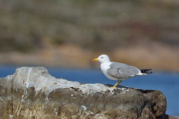 Yellow-legged Gull (Larus michahellis), Crete, Greece