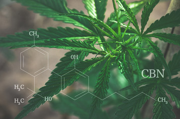 CBN formula. Cannabis tree for medical benefits by extracting marijuana oil or using it as...