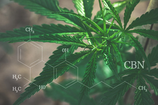 CBN formula. Cannabis tree for medical benefits by extracting marijuana oil or using it as narcotic. cannabinoids and health.