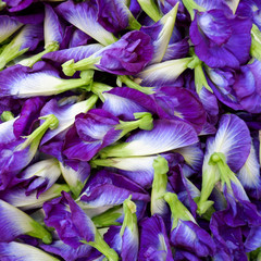 Butterfly pea flower for background © kwanbenz