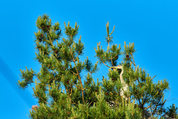 Great bird gray European heron with chicks in the nest