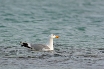 Yellow-legged Gull (Larus michahellis), Crete, Greece