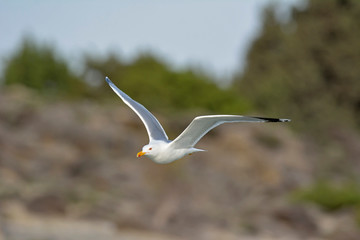 Yellow-legged Gull (Larus michahellis), Crete, Greece