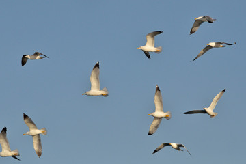 Yellow-legged Gull (Larus michahellis), Crete, Greece