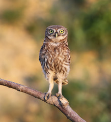 Little owl chick sitting on a thick branch in the rays of the evening sun on a beautiful blurred background