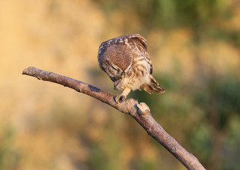 Little owl chick sitting on a thick branch in the rays of the evening sun on a beautiful blurred background