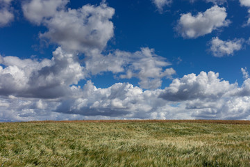 Clouds above grain fields in summertime.