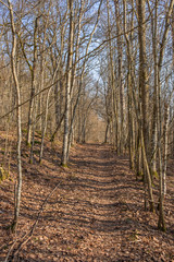 Footpath in a forest at springtime