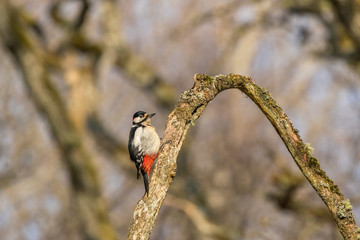 Great spotted woodpecker in the woodland