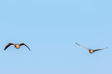 Pair of Greylag geese flying