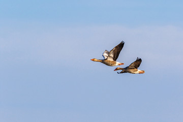 Two Greylag goose flying at clear sky at springtime