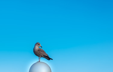 Seagull