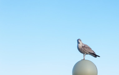 Obraz premium A close-up of a seagull