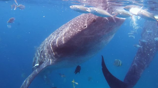 Three whale sharks eat plankton off of sea surface. Side view.