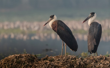 Woolly necked stork sitting near river bank