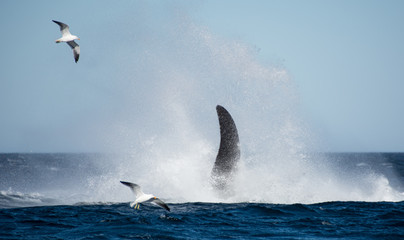 espectaculo de ballenas