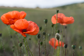 Poppy flower. A field of poppy flowers blossoming during spring against a landscape with shallow depth of field