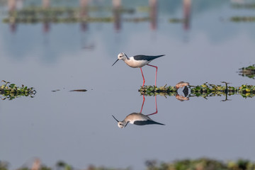 Black winged bird in the water body with clear reflection 