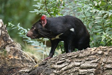 Tasmanian devil. Amazing creature pose in beautiful light. Fantastic scene with danger animal. Very...