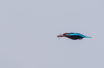 White throated kingfisher flying with catch