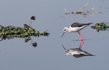 Black winged bird in the water body with clear reflection 