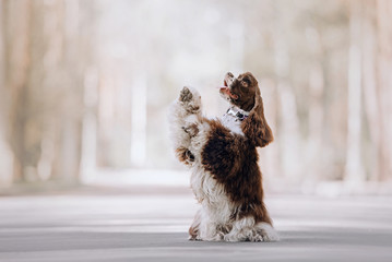 brown and white american cocker spaniel dog begging outdoors
