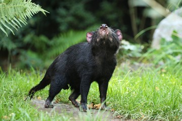 Tasmanian devil. Amazing creature pose in beautiful light. Fantastic scene with danger animal. Very rare and unique animal. Sarcophilus harrisii.