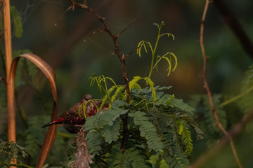 Red Avadavat/Lal Munia bird sitting on branch of tree