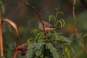 Red Avadavat/Lal Munia bird sitting on branch of tree