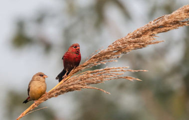 Red Avadavat/Lal Munia bird sitting on branch of tree