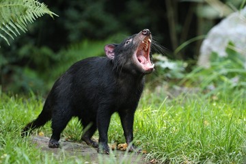 Tasmanian devil. Amazing creature pose in beautiful light. Fantastic scene with danger animal. Very...