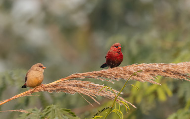 Red Avadavat/Lal Munia bird sitting on branch of tree