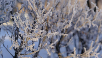 bushes in hoarfrost on a frosty winter day
