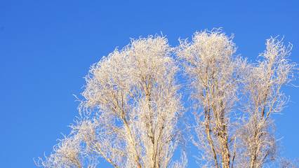 tree in hoarfrost in winter against the blue sky