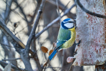 Bird - Eurasian Blue Tit ( Cyanistes caeruleus ) sitting on a branch of a tree and eats lard. Close-up.