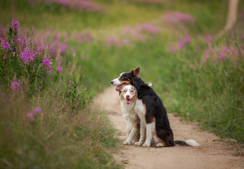 two dogs hugging together for a walk. Pets in nature. Cute border collie in a field in colors. St. Valentine's Day.