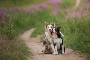 two dogs hugging together for a walk. Pets in nature. Cute border collie in a field in colors. St....