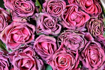 Fading bouquet of red roses in craft paper with selective focus and blurred petals on front. Wilted bunch of flower on blurred background. Dying romantic bouquet of flowers. Dried flowers 